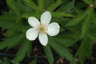 Anemone canadensis bestellen